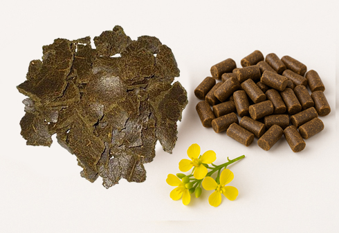 Mustard Oil Cake (Raw Form/Pellets)